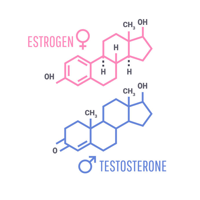 estrogen and testosterone carbon backbone